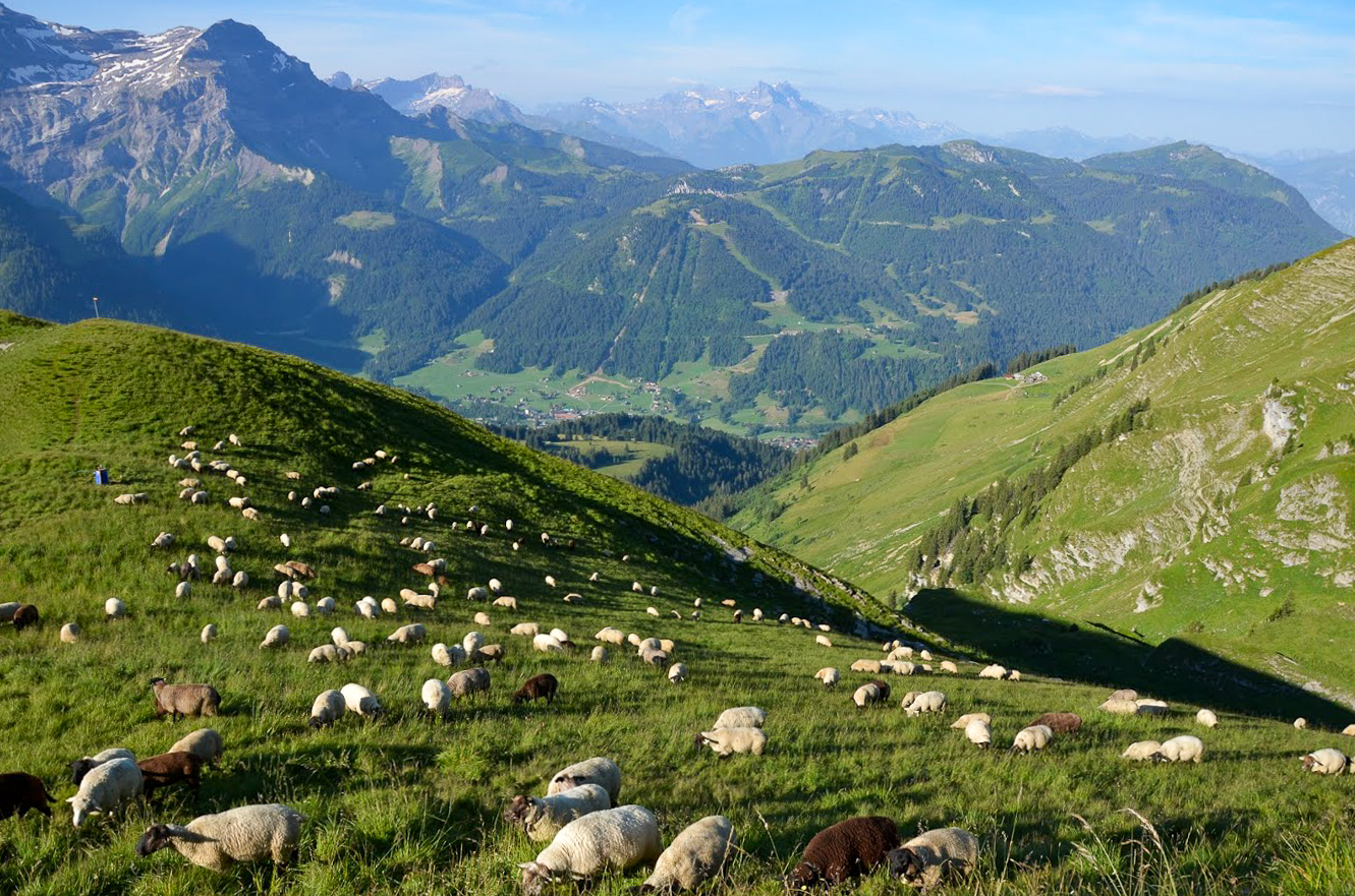 Ancien Livre La Rentrée Des Moutons En Pays D'Auge – Normandie Pittoresque